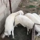 طليان