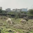 ضان