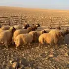 خرفان للبيع