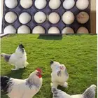 صيصان وبيض براهما كولمبي عملاق كونك
