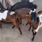 معزا للبيع
