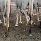 حشو