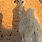 حاشي لباني طيب عمره 4 شهور