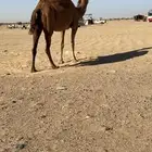 ناقة لقحه ساحلية للبيع