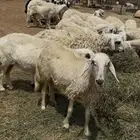 ضان بلديه دفيع العدد 24