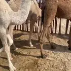 حشو قعدان قصب