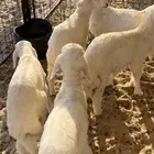 بهم تربيه 5 فاخر