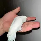 للبيع بارتوليت ميني روز.