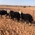 للبيع طليان نجد