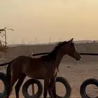 مهر شعبي