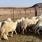 غنم حريات حرش