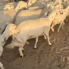 غنم مقاني السوم 900