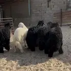 خرفان عرب بريه
