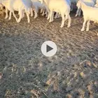 بهم مراح شعره واطراف محصن طاعون