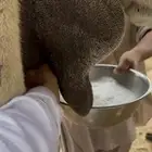خلفه وضحا تحتها بكره حليبها سطل وناقه زين ومناح