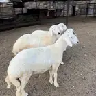 طليان حرية فاخرة