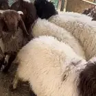للبيع بهم نعيم جمله وتفريد