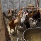 فراريج العمر فوق اربع شهور
