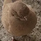 حمام كنق مودينا