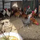 17 ديكان بلدي ذكور طحه ونضافه وجرم زين