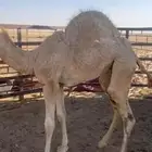 للبيع قعود تحت امه عمره 8 شهور فل شحم
