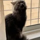 قط شيرازي للتبني الدمام