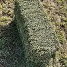 برسيم للبيع ورق صافي شد طيب بالحيل العدد 390 بلكه السعر 25