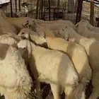 حري طليان ورخال
