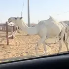 بكار ثنتين