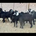 جفار عوارض منوه القاني