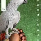كاسكو مميز