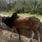 ثور وبقرة للبيع