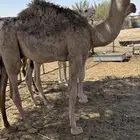 حاشي للبيع