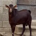 تيس فحل ماعز ادهم ادبس فاخر