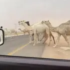 لبيع ذود إلا توص ل الصامل بس