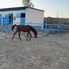 مهره جميله للبيع