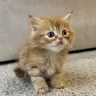 قطط شيرازي للبيع