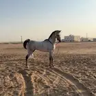 حصان مصري شعبي