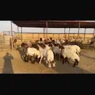 جذعات خصم وشرط دفيع 13 راس