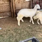 البيع خروف حري عمره 5شهور ظهره فل شحم مغلق والطلي طيب وسليم