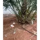 يوجد جثيث سكري حجم صغير لوجه الله