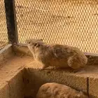 للبيع