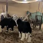 ذبايح فاخرة