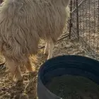 رخل ثنيه