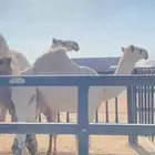 قعود مشروع فحل