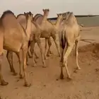 قعدان للبيع