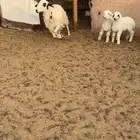 للبيع شاه رباع متاومه