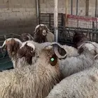 ذبايح نعيم جبر الخرج