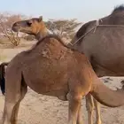 حاشي ساحلي لباني