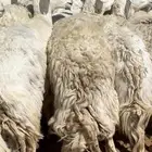 غنم حريات حرش مراح واحد وخوات بعض بفحلها